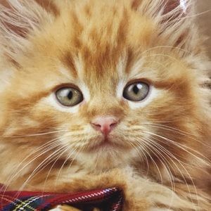 Meet your Posher, Soleil